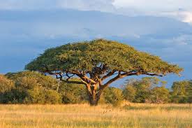 <p>What are some examples of a xerophytic plant?</p>
