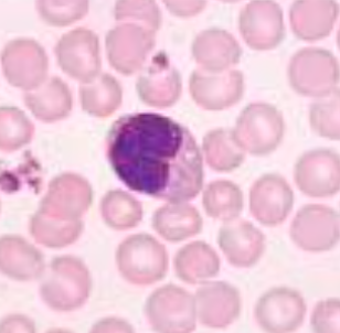 <p>kidney shaped nuclei</p>