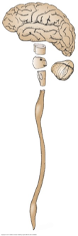 <p>Label the picture with the following terms: </p><ul><li><p>brainstem </p></li><li><p>spinal cord </p></li><li><p>cerebellum </p></li><li><p>medulla </p></li><li><p>cerebrum </p></li><li><p>midbrain </p></li><li><p>pons </p></li></ul><p></p>