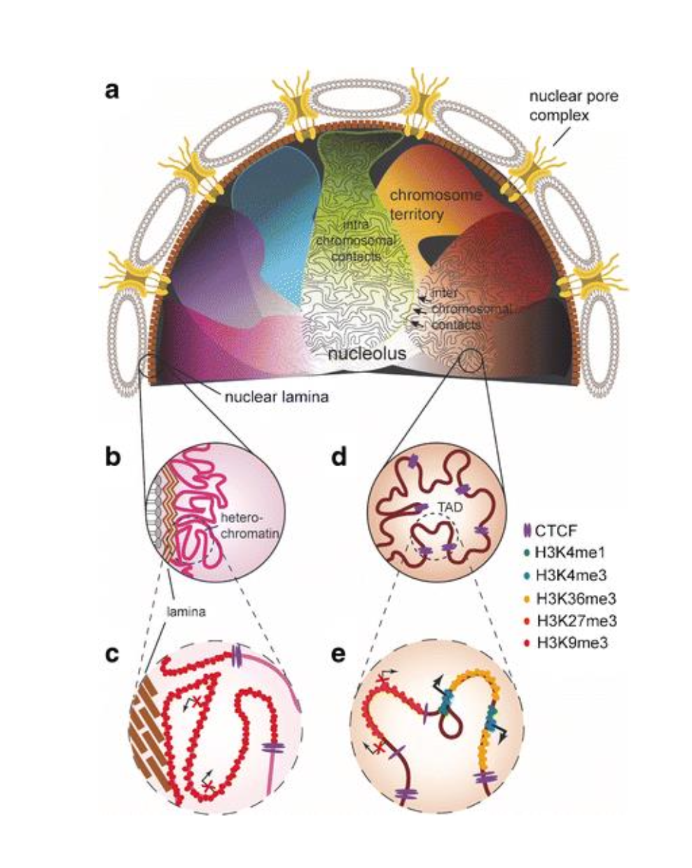 <p>Chromosome territories<br>Compartments<br>Topologically Associated Domains (TADs)<br>Loops (CTCF &amp; Cohesin)</p>