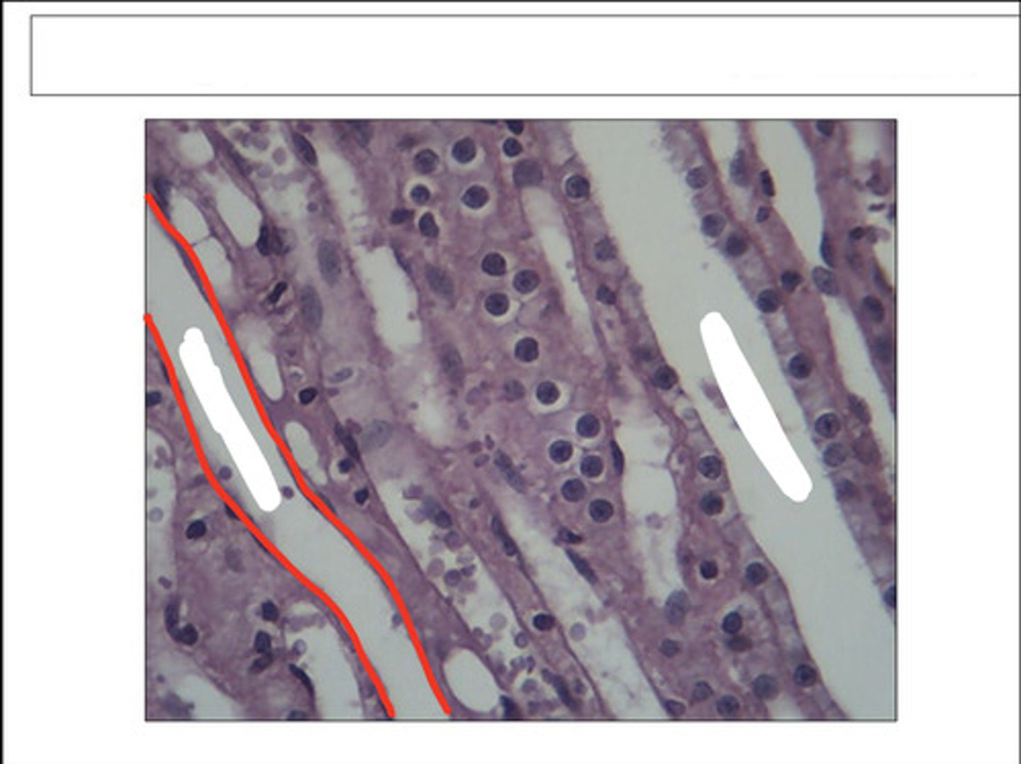 <p>identify this structure and organ</p>