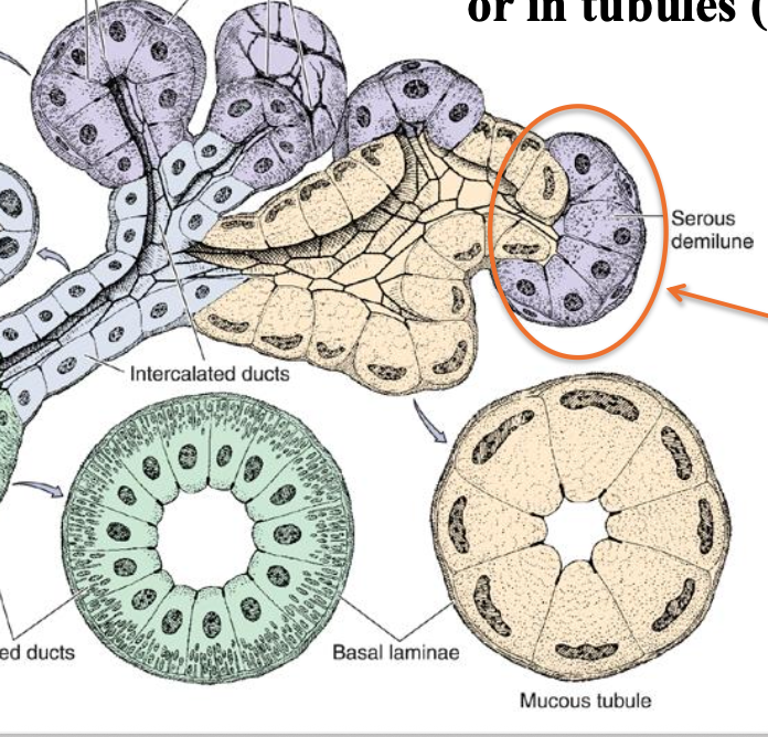 <p>What are some artifacts of preparation in salivary glands?</p>