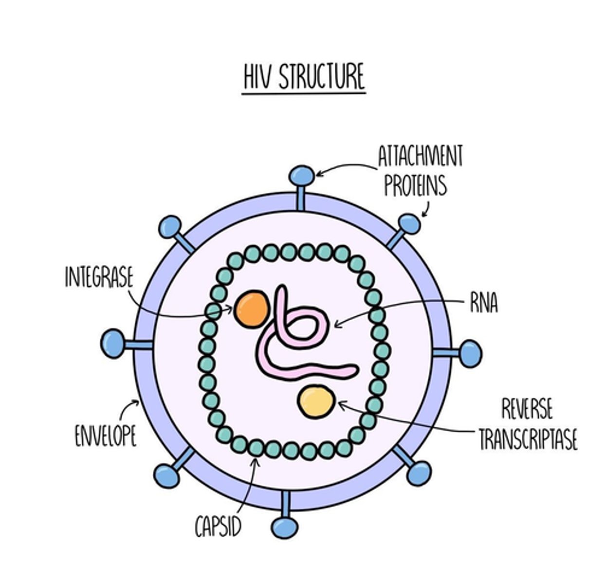 <p>- Capsid</p><p>- Glycoprotein</p><p>- Viral envelope</p><p>- RNA</p><p>- Reverse transcriptase</p>