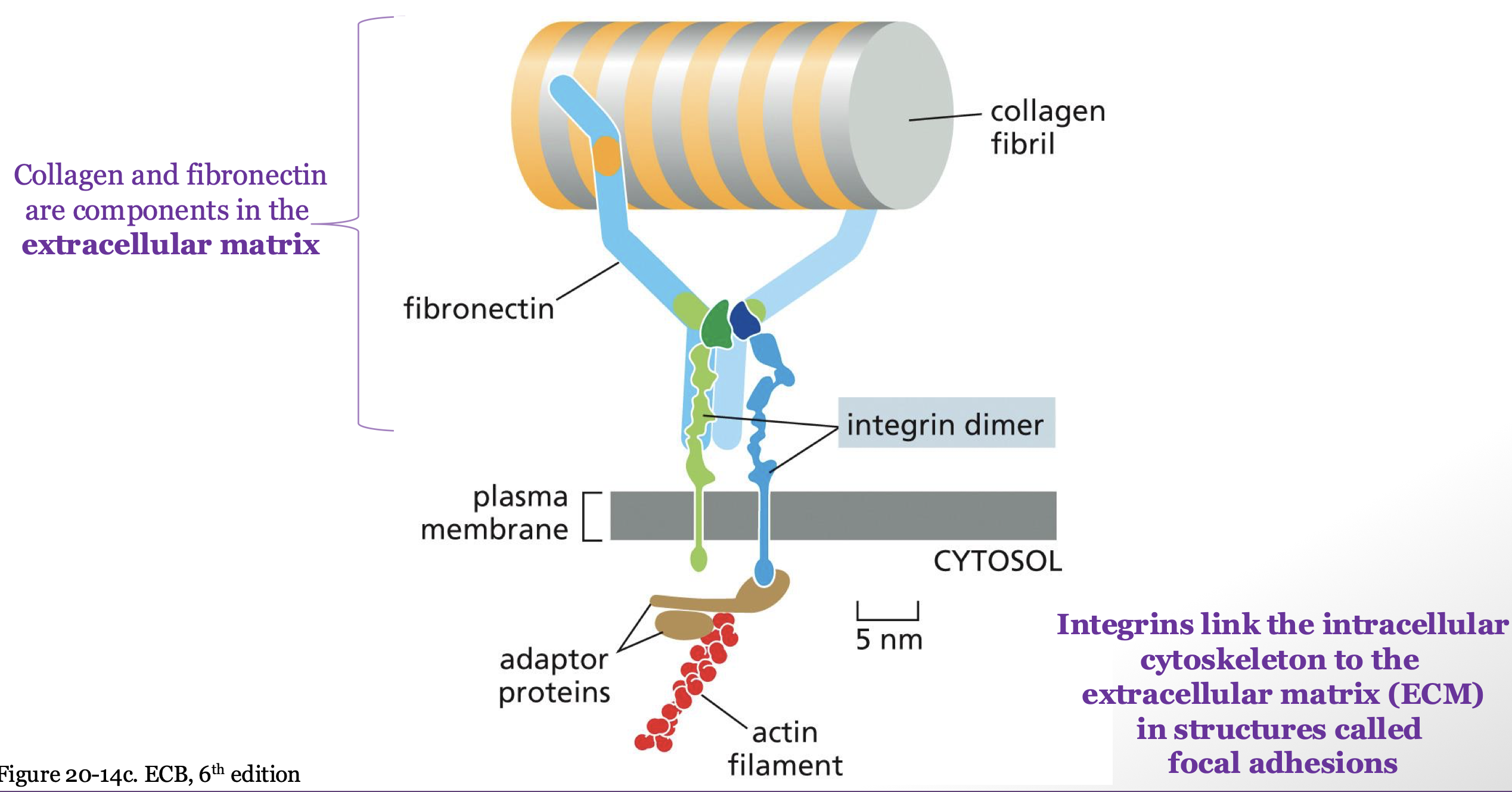 <p>they link the cytoskeleton and ECM/substratum </p><ul><li><p>active when stretched out </p></li><li><p>link through focal adhesions </p></li></ul><p></p>