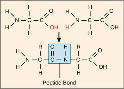 <p>-covalent bond between an amino group of one subunit w/ a carboxyl group of another subunit -formed by dehydration</p>