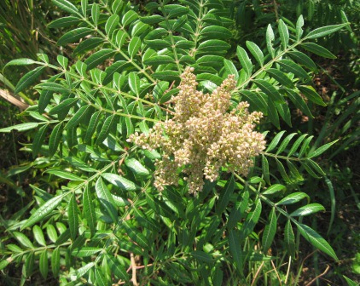 <p>Compound leaves with winged leaf stalks; small red drupe clusters; HMF, Sandy Hook.</p>