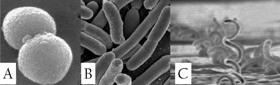 <p>The average cell volume of the three bacteria species in the figure below is approximately the same. Which one has the largest average surface area to volume ratio (SA:V)? Select one: A C They all have the same SA/V B</p>