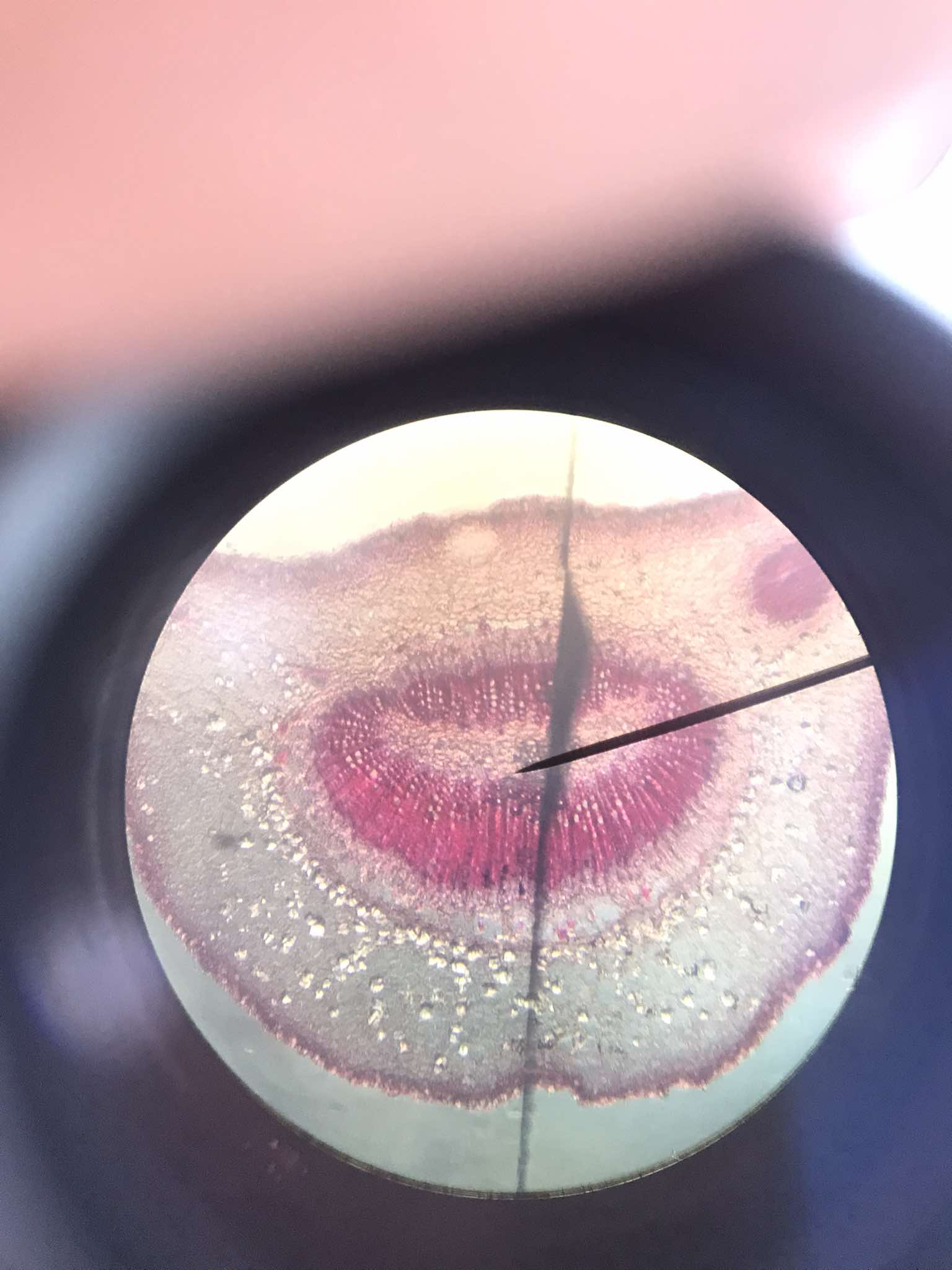 <p>identify the specimen</p>