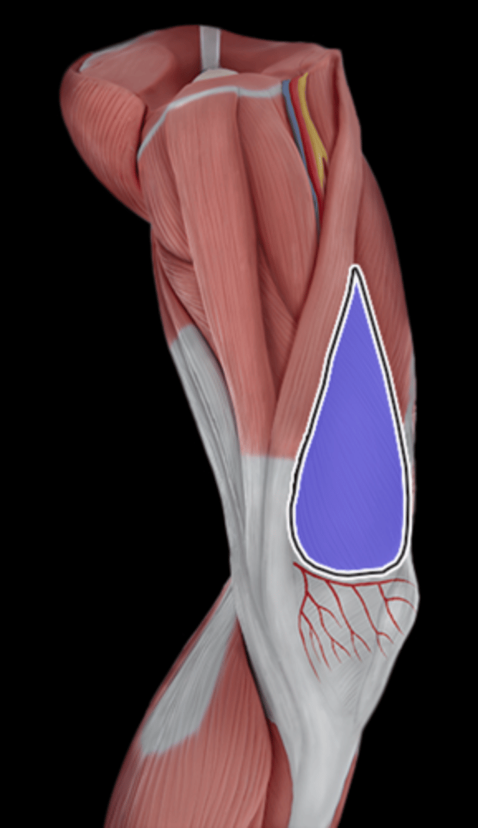 <p>What Muscle Is Highlighted?</p>