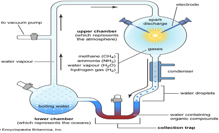 <ol><li><p>Apparatus charged with simple compounds like CH4, NH3, H2 to represent early earh atmosphere</p></li><li><p>Heat to produce water vapour which goes to chamber containing inorganic compounds</p></li><li><p>Electrodes to simulate lightning</p></li><li><p>Cold water as condenser to collect gaseous compounds</p></li><li><p>Collecting device to collect sample</p></li></ol>