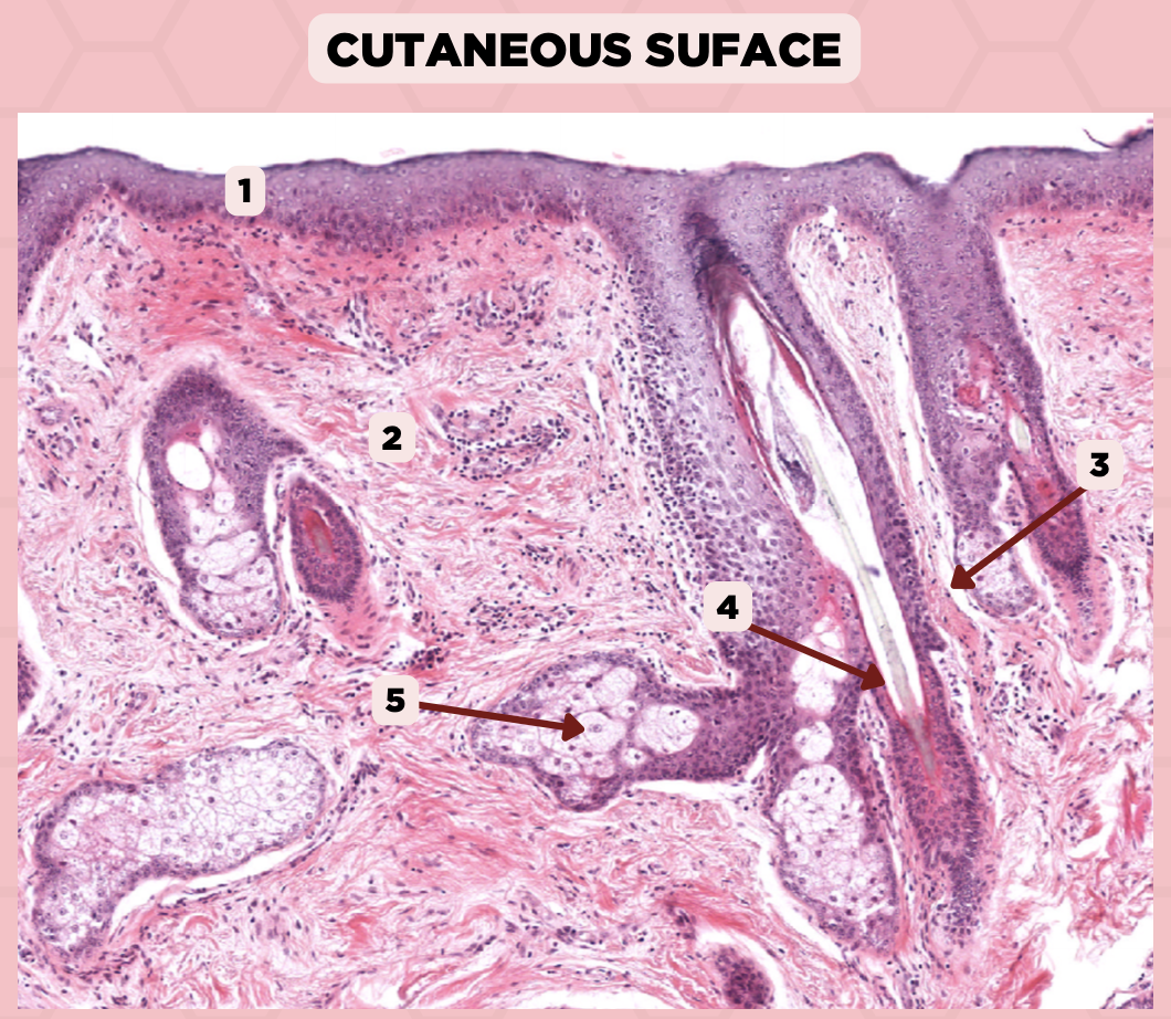 <p>Identify the structure labeled as 3.</p>
