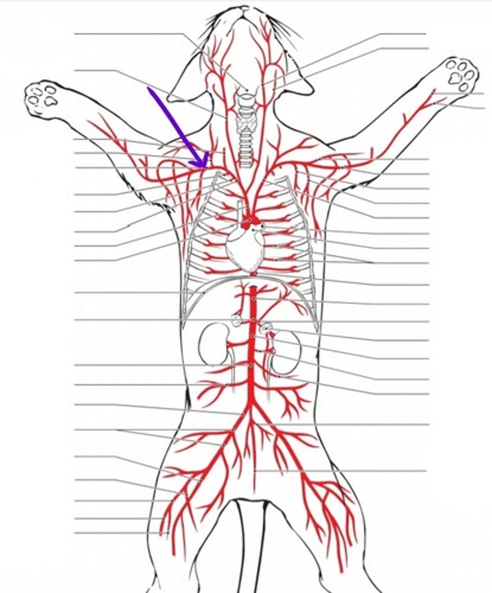 <p>identify the artery</p>
