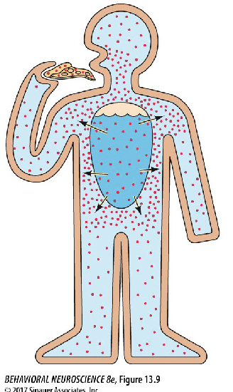 <p>Describe osmotic thirst</p>