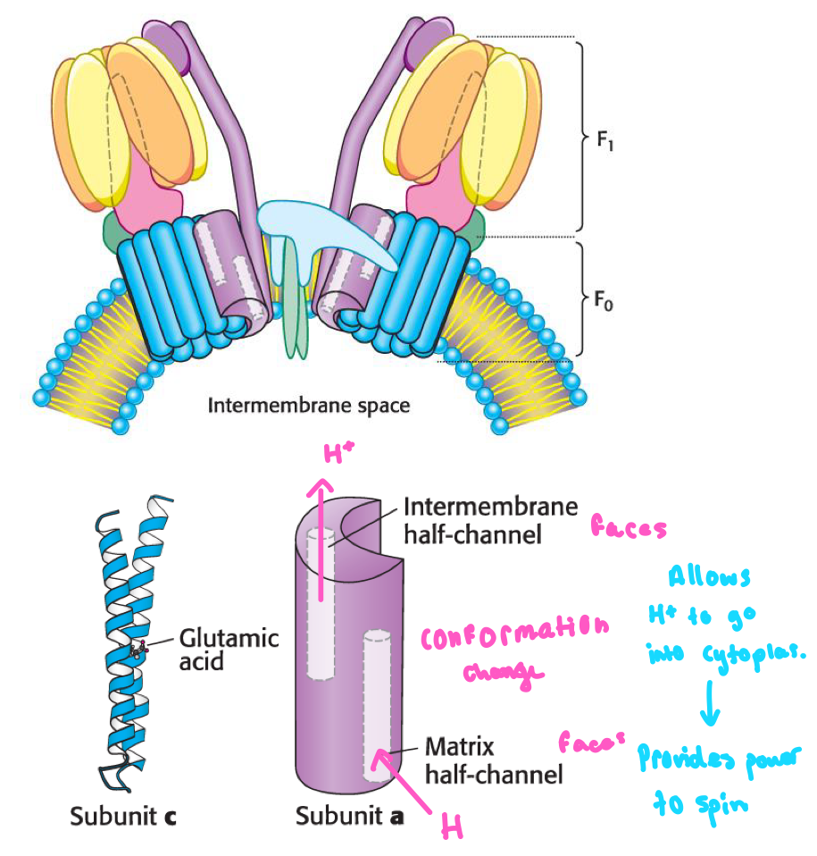 <ol><li><p>F0 channel has two subunits —&gt; Subunit a and c</p></li><li><p>Protons are pumped through subunit a matrix half-channel </p></li><li><p>Go through conformation change with subunit C when transfered to an aspartic acid residue </p></li><li><p>This induces rotation, moving proton to the matrix facing half channel</p></li><li><p>Pumped out on other half-channel into matrix</p></li></ol><p></p>