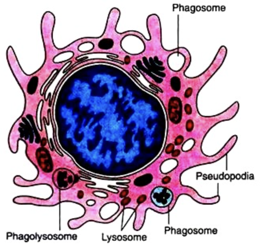 <p><span>Exhibit enhanced phagocytic activity</span></p><p><span>Increased killing ability</span></p><p><span>Increased secretion of inflammatory mediators</span></p><p><span>Increased migration</span></p><p><span>Increased ability to activate T cells via antigen-presentation</span></p><p>engulf the bacteria and then it is destroyed via chemical and non-chemical methods</p>