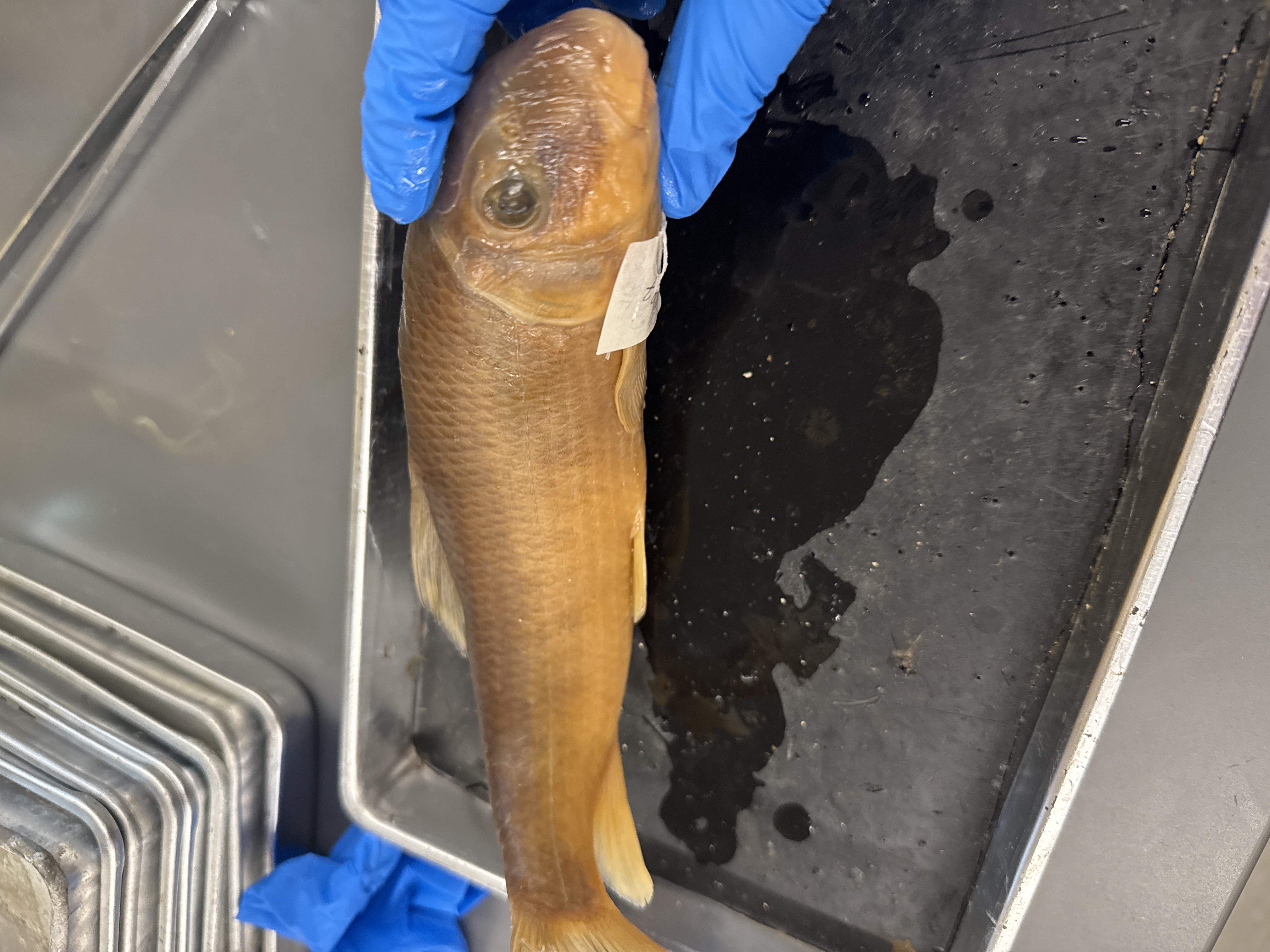 <p>Family:</p><p>Species:</p><p>Scientific:</p>