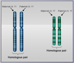 <p>chromosomes that have the same genes and the same structure</p>