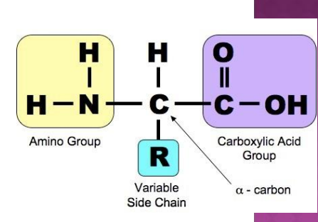 <p>[T/F]</p><ul><li><p>In a long chain of amino acids (polypeptide), you can find the alpha carbon by looking for the carbon with those four parts attached</p></li></ul><p>,.</p>