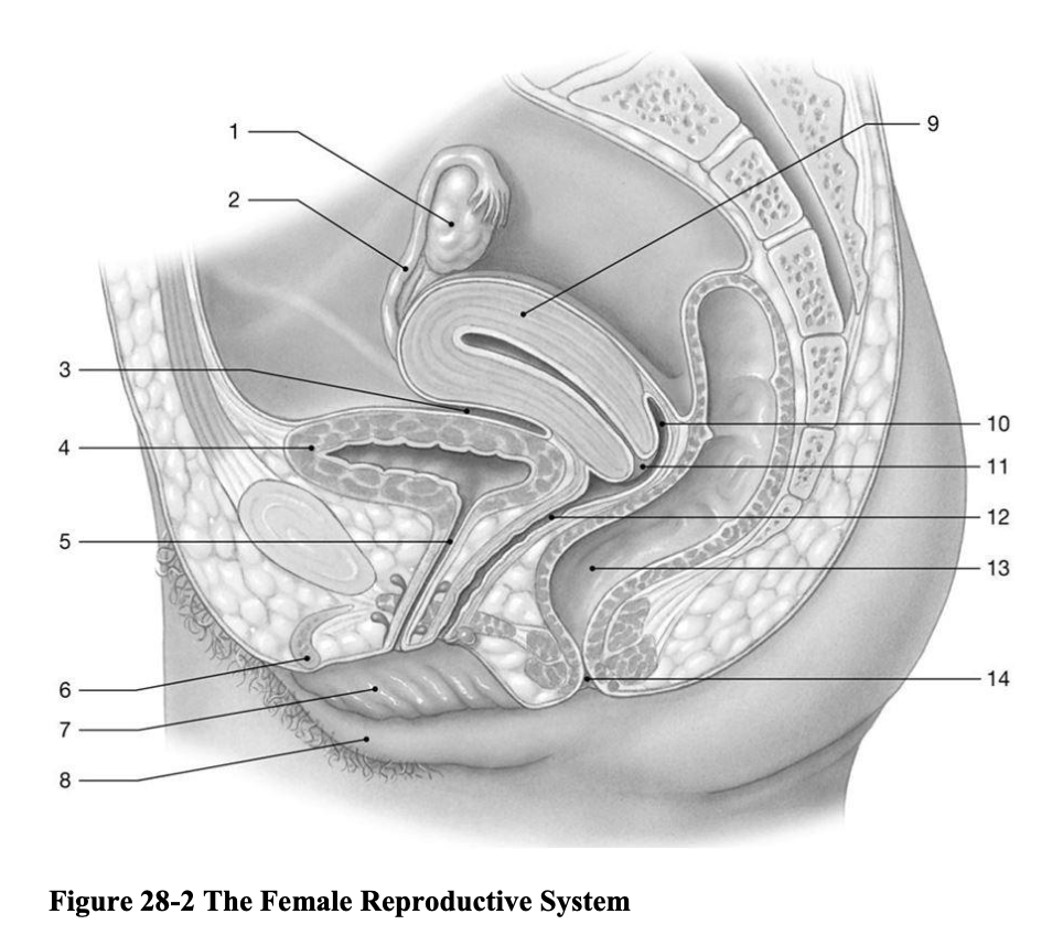 <p><span>B) vagina</span></p>