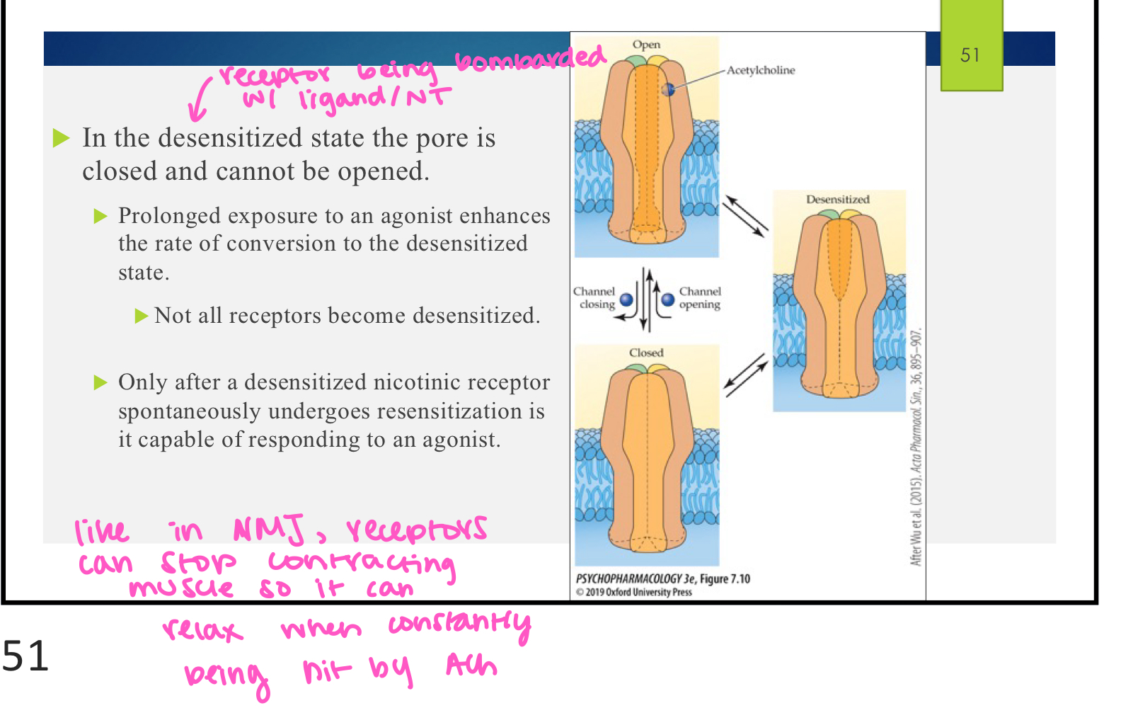 <p>true these receptors can enter a desensitized state when there is a lot of ACh in the synapse; this causes the channel to close on the receptor and it is unable to be opened even in presence of agonist </p>