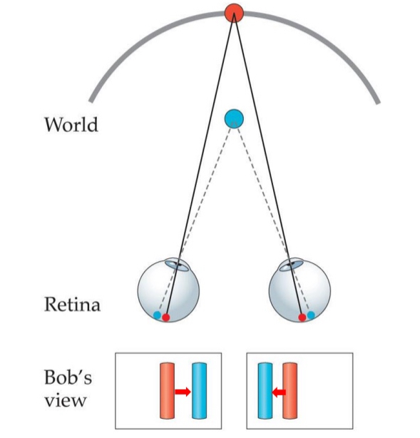 <ul><li><p>Image shifts outward on both retinas</p></li><li><p>Object is closer / in front horopter</p></li></ul><p></p>
