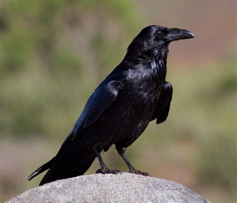 **Thick and long bill**, long throat feathers. Males and females similar.