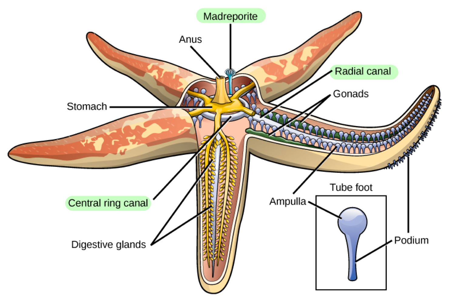 <p>Tiny plate at the centre of the echinoderm, allowing water inside.</p><p>Water flows to the madreporite, to the stone canal, to the ring canal, to the radial canal, and to the tube feet.</p>