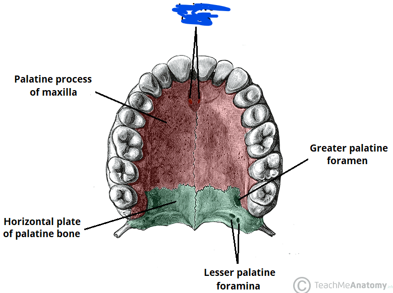 <p></p><p>Name the structure</p>