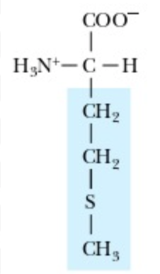 <p>Methionine</p>