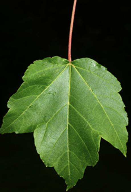 <p>opposite, distinct V-shaped sinuses, serrated margin</p>