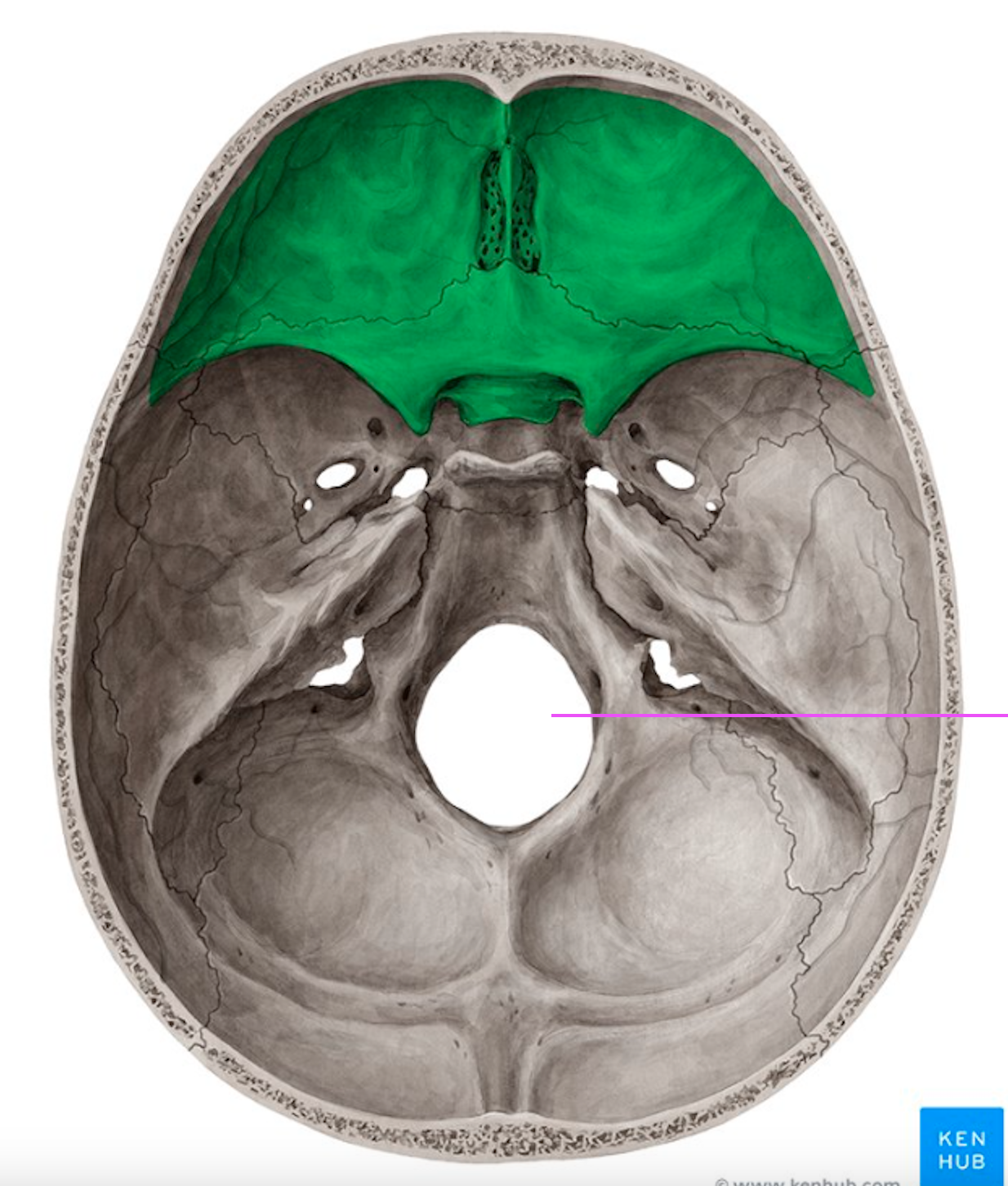 <p>What bone marking is this?</p>