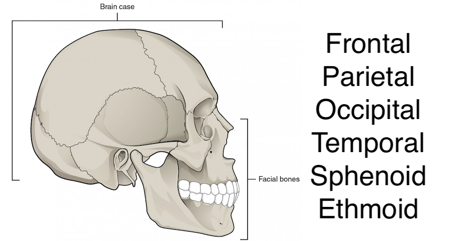 <p>Using the blank diagram and the list of words, indicate where they are</p>