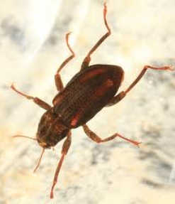 <p>Riffle Beetle</p>