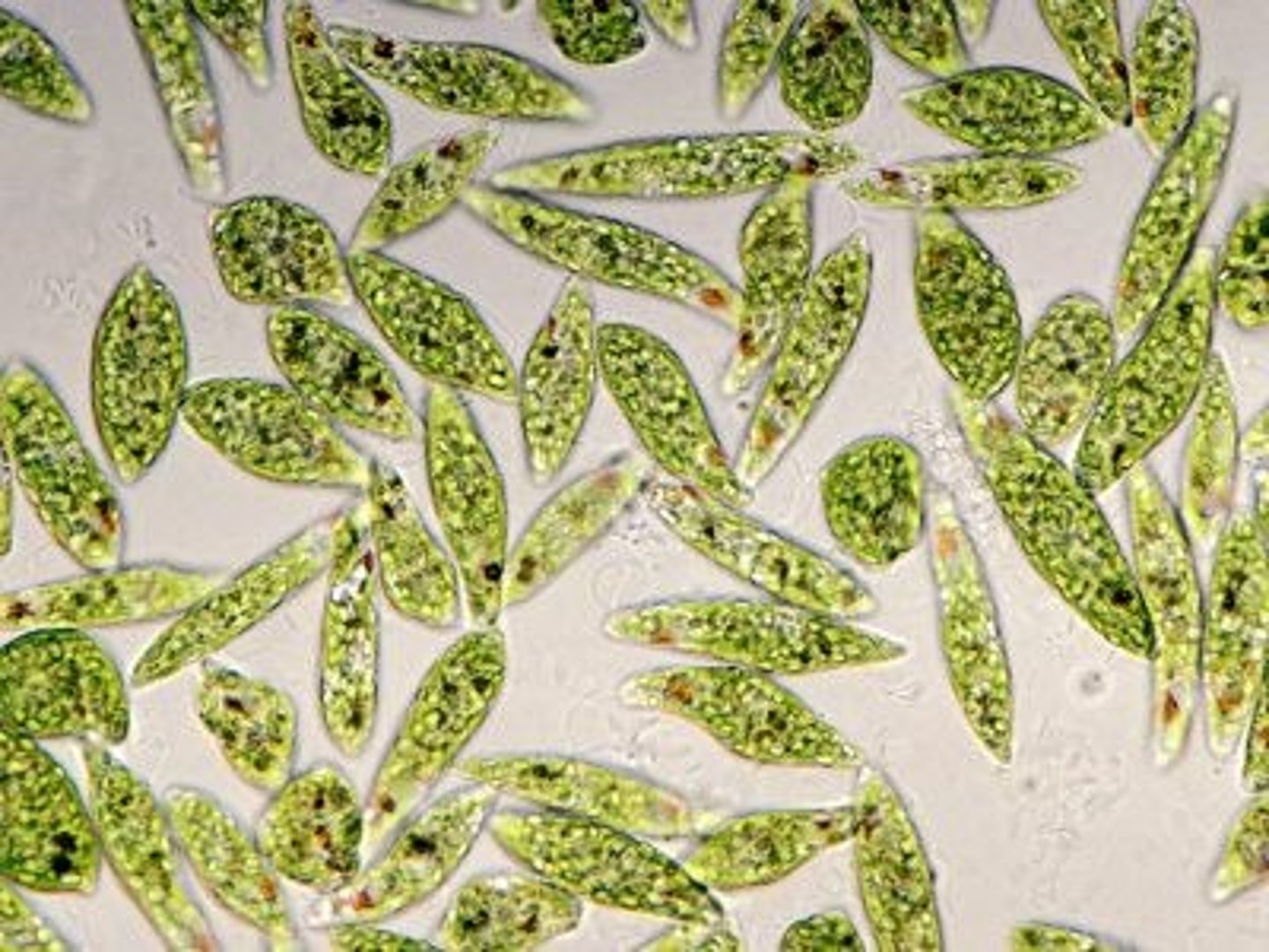 <p>Green, flagellated, has red eyespot</p>