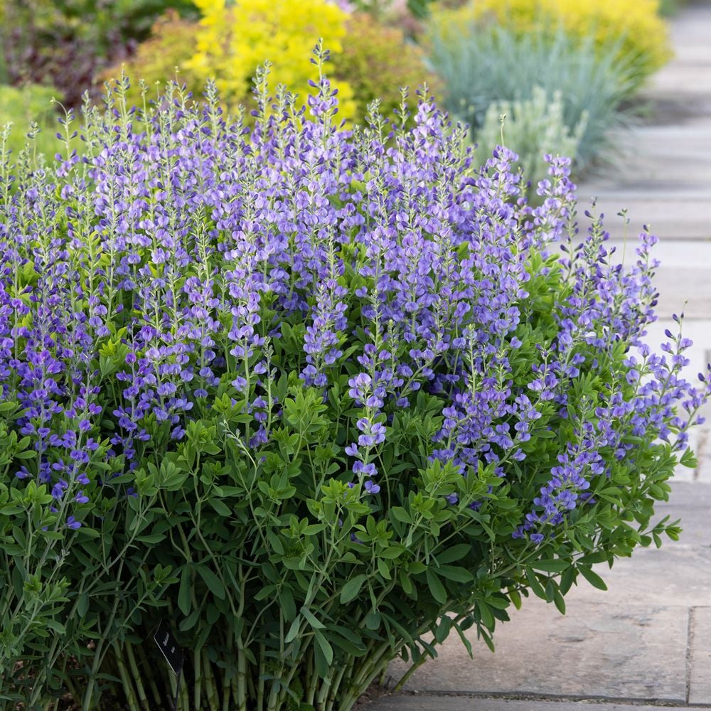 - Native to southeastern US
- Uses: native plant gardens
- Produce a fruit
- bloom earlier in southern regions
- Can get bushy
- Very permanent