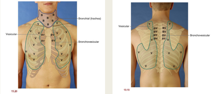 <p>bronchial, bronchovesicular, and vesicular</p>