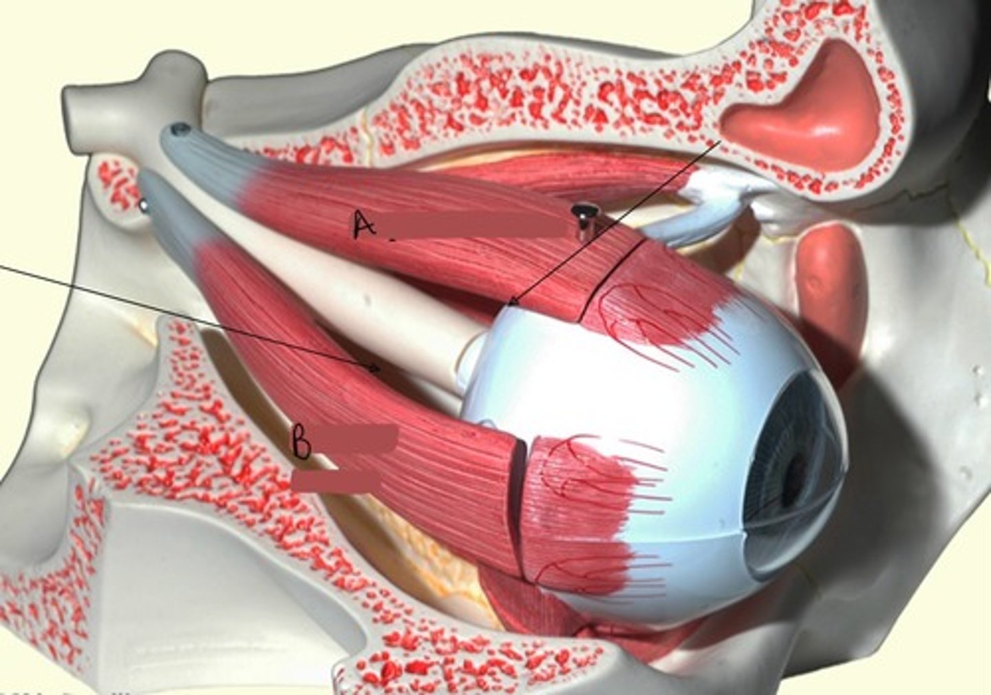 <p>A-</p>