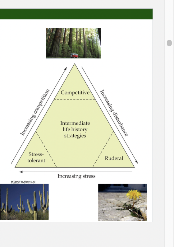<p>Ruderal Plants</p>