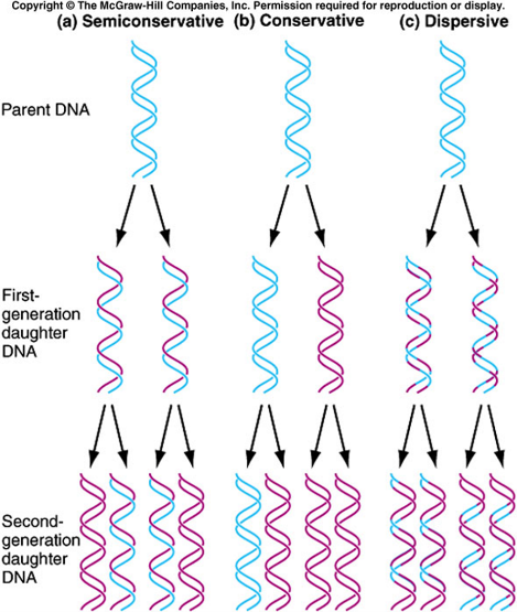 <ol><li><p>semi-conservative replication.</p></li><li><p>conservative replication.</p></li><li><p>dispersive replication. </p></li></ol><p></p>