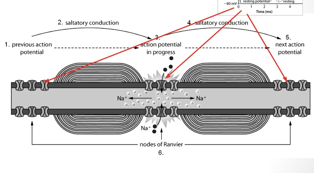 <p>myelin sheath acts as an electrical insulator, forcing the impulse to jump b/w the nodes of Ranvier instead of moving along/down the axon</p>