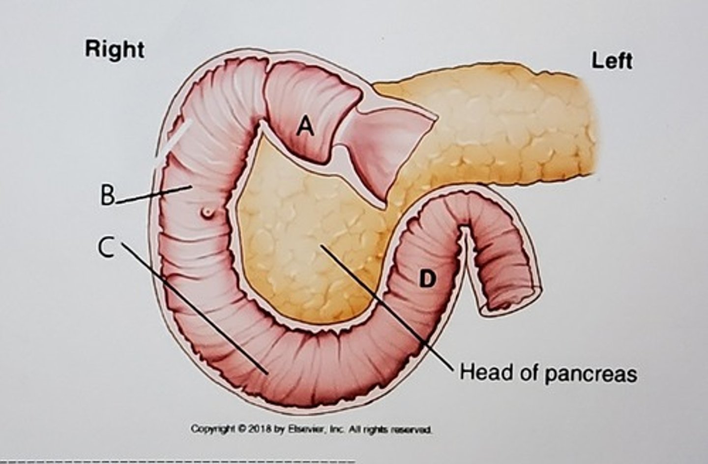<p>Identify the specific portions of the structure labeled with letters A, B, C, D.</p>