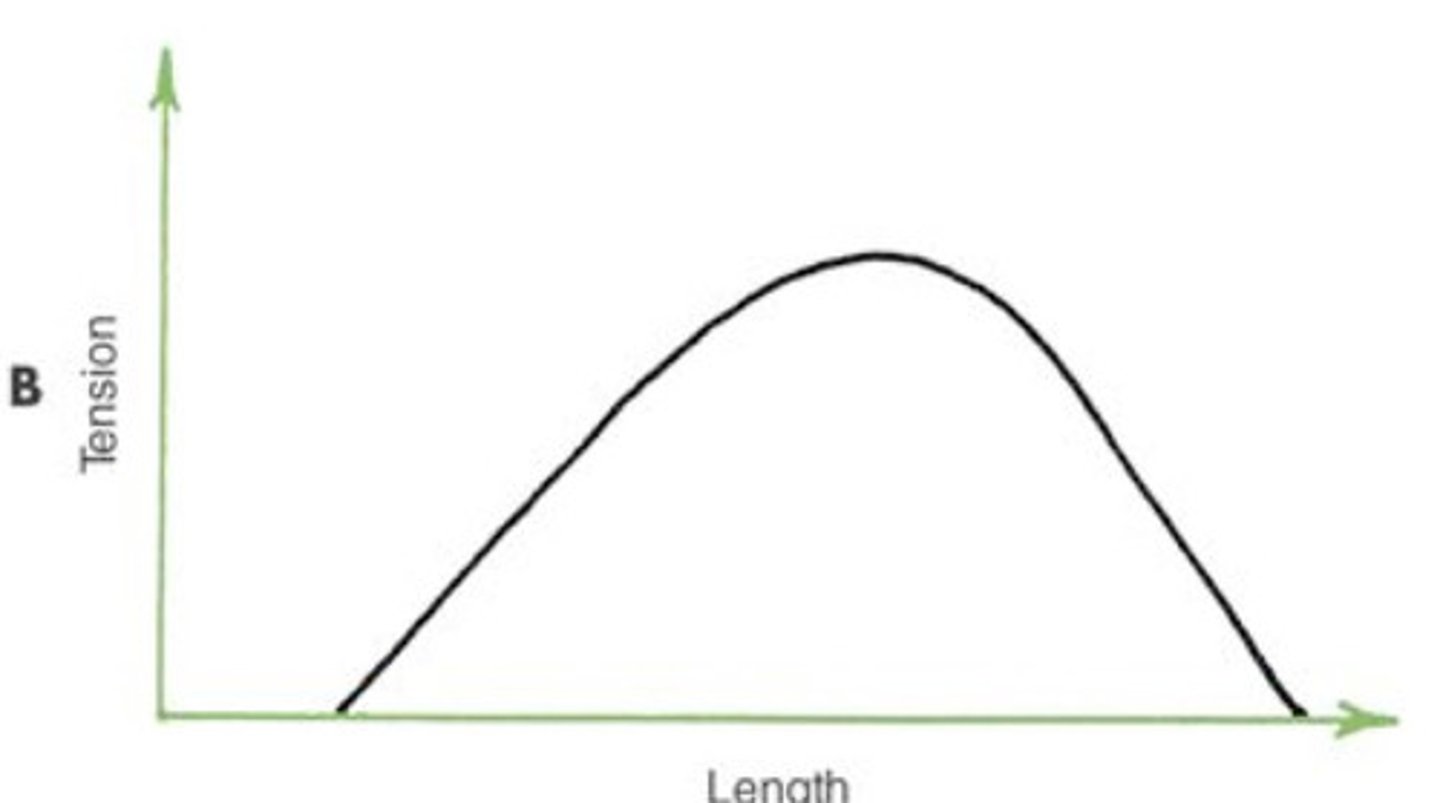 <p>Tension due to muscle contraction</p>