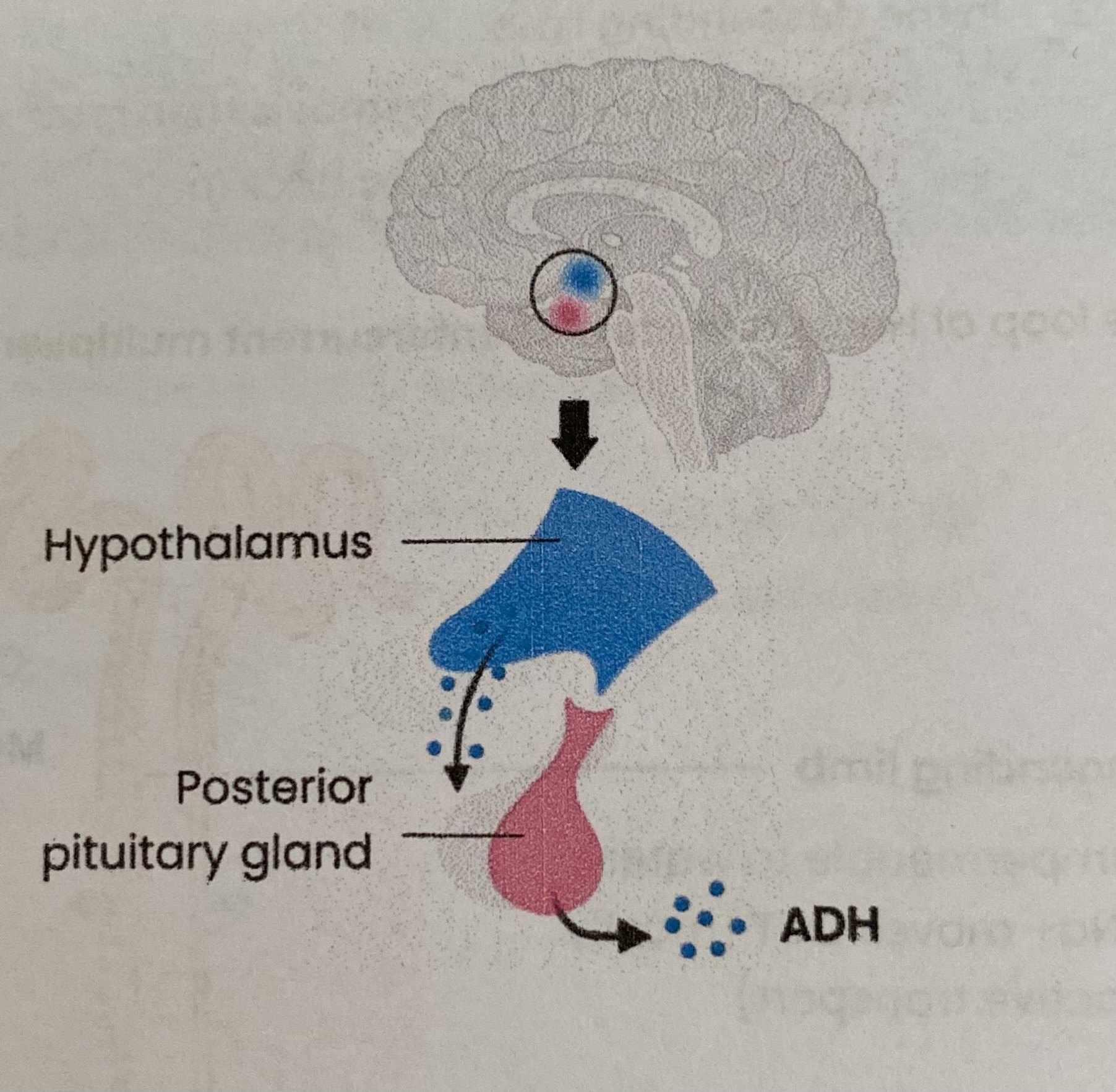 <ol><li><p>Attaches to <strong>receptors</strong> on collecting duct (and distal convoluted tubule)</p></li><li><p>Stimulating addition of <strong>channel proteins</strong> (aquaporins) into <strong>cell-surface membranes</strong></p></li><li><p>So <strong>increases permeability</strong> of cells of <strong>collecting duct</strong> and DCT to water</p></li><li><p>So <strong>increases water reabsorption</strong> from collecting duct/ DCT (back into blood) by <strong>osmosis</strong></p></li><li><p>So <strong>decreases volume</strong> and <strong>increases conc</strong> of <strong>urine</strong> produced </p></li></ol><p></p><p>The above applies to a <strong>decrease</strong> in water potential of the blood (e.g. increases sweating, reduced water intake, increased salt intake). The body responds to an increase in water potential in the <strong>opposite</strong> way (less ADH secreted, less attaches to receptors, less addition of channel proteins, permeability remains low, less water reabsorption, higher volume &amp; increased conc of urine etc)</p>