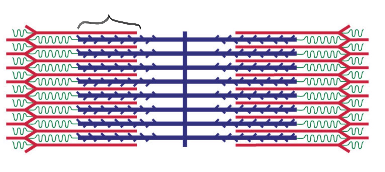 <p>The area in a sarcomere where thick and thin filaments overlap during contraction.</p>