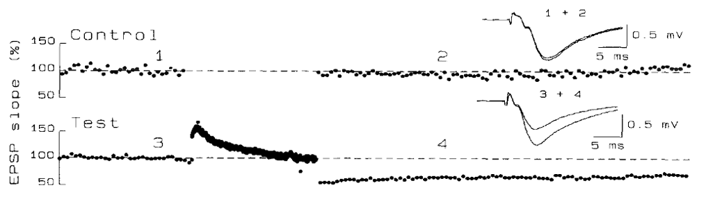<p>→ a persistent decrease in synaptic strength</p><ul><li><p>found in many synapses in the brain, including the hippocampus</p></li><li><p>Usually achieved by prolonged ow frequency stimulation</p></li></ul><p></p>