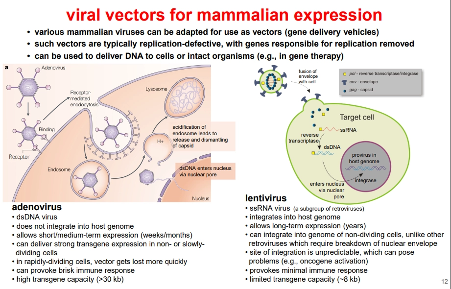 <p>advantages</p><ul><li><p>effective delivery of DNA to cells or intact organisms</p></li><li><p>applicable to many systems owing to diversity of viruses </p></li><li><p>can be used for transient (e.g. adenovirus) or stable expression (e.g. lentivirus)</p></li></ul><p></p><p>limitations</p><ul><li><p>highly vector dependent</p></li><li><p>integrating vectors may activate cellular oncogenes due to random integration</p></li><li><p>non-integrating vectors offer less stable expression, particularly in dividing cells</p></li></ul><p></p>