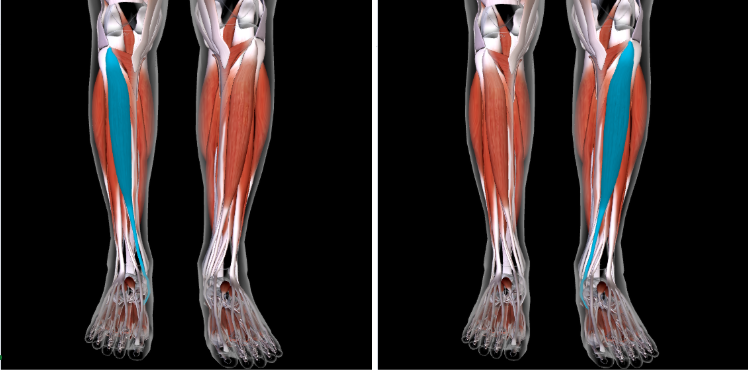 <p>Function: <strong>DORSIFLEX FOOT at ANKLE </strong></p><p>Origin: <strong>LATERAL CONDYLE </strong>and<strong> TIBIAL DIAPHYSIS of TIBIA </strong></p><p>Insertion: <strong>TARSAL BONE; FIRST METATARSAL </strong></p>