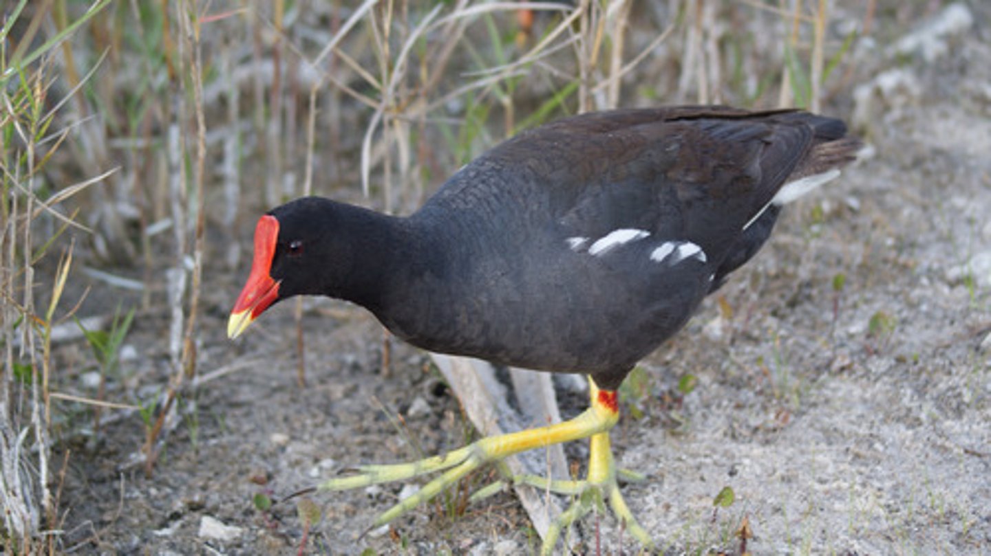 <p>Gruiformes</p><p>Rallidae</p>