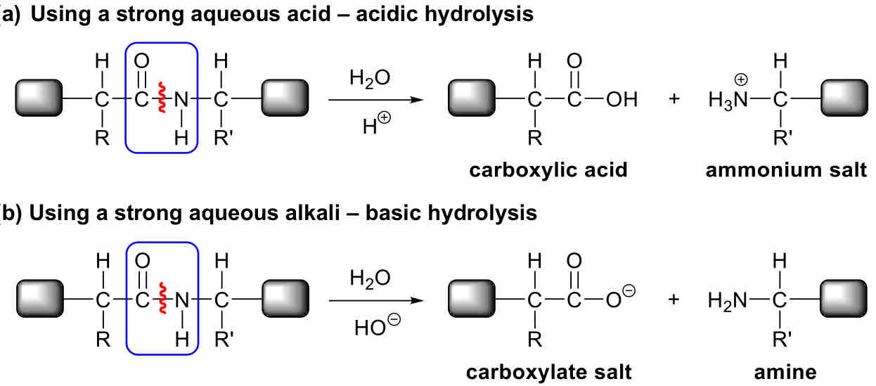 <p>Hydrolysis of Peptide Bond</p>