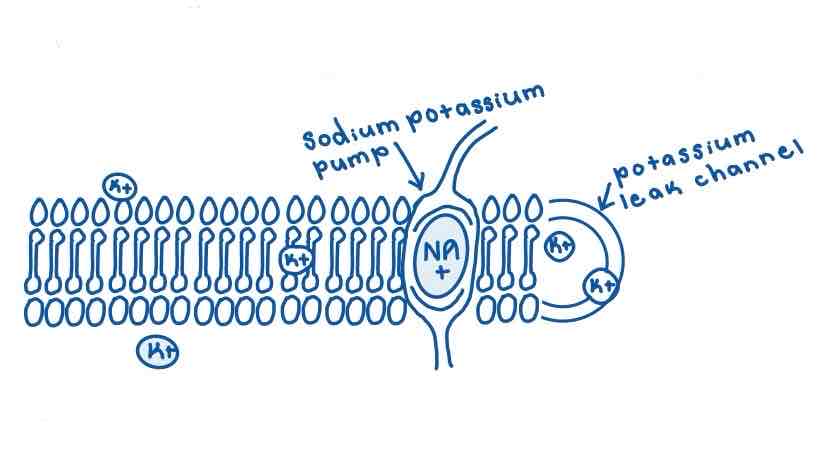<p>This Diagram shows a _______</p>